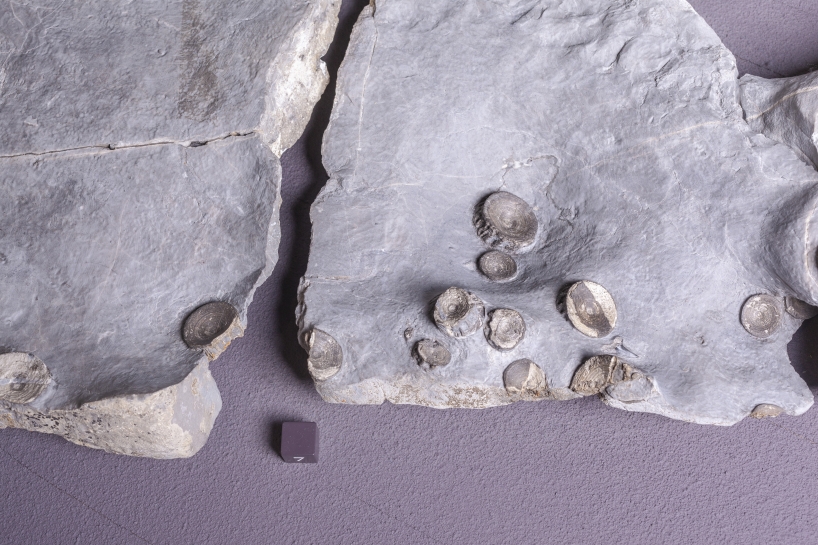Eine der Platten mit Haiwirbeln aus den Churfirsten, zu sehen im Naturmuseum St.Gallen. Foto: Jean-Claude Jossen/Naturmuseum St.Gallen 